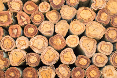 Closeup of a pile cut timberの写真素材