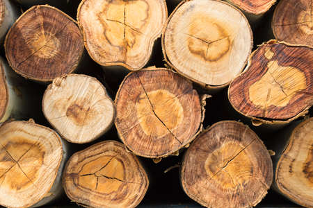 Closeup of a pile cut timber