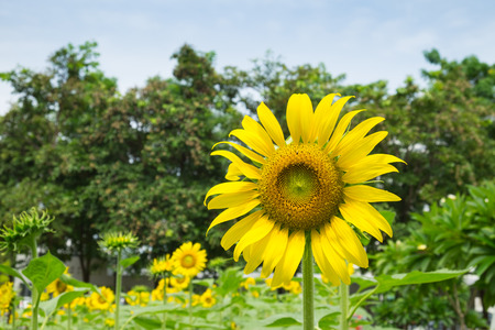 sun flowerの写真素材