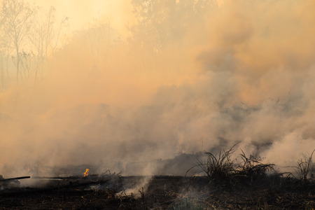 Smoke field after wildfire.