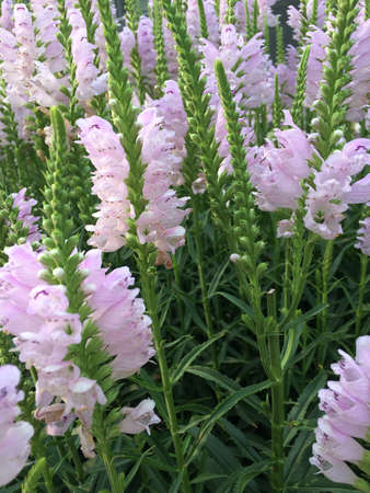 Flowerの写真素材