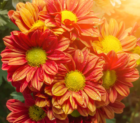 beautiful garden flowersの写真素材