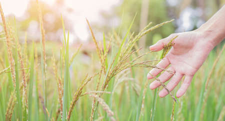 Hand of Young Woman Enjoying Nature with sunrise.の写真素材