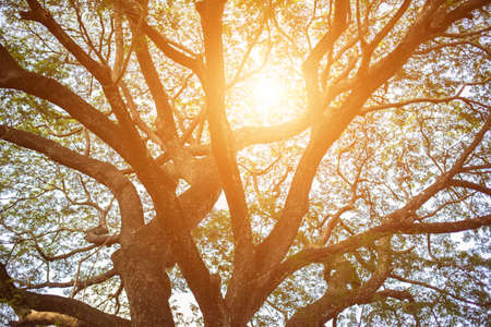 forest trees. nature green wood sunlight backgrounds.の写真素材