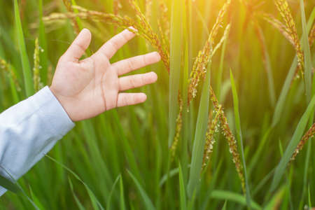 Hand of Young Woman Enjoying Nature with sunrise.の写真素材