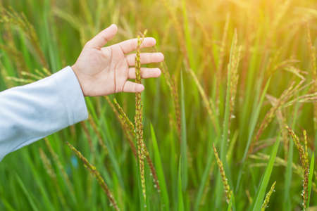 Hand of Young Woman Enjoying Nature with sunrise.の写真素材