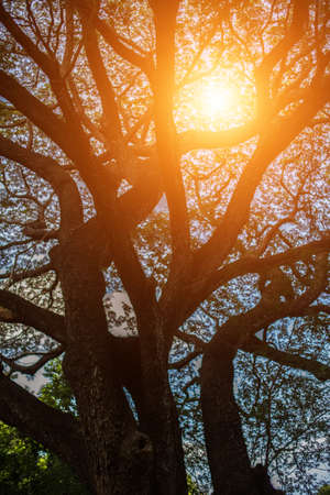 forest trees. nature green wood sunlight backgrounds.の写真素材