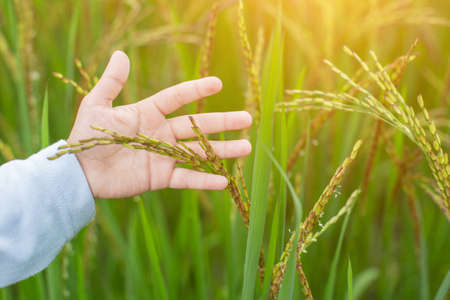 Hand of Young Woman Enjoying Nature with sunrise.の写真素材