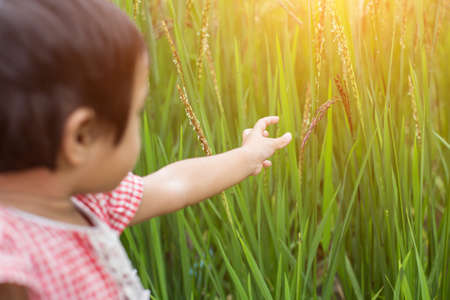 Closeup rice on hand up in paddyの写真素材