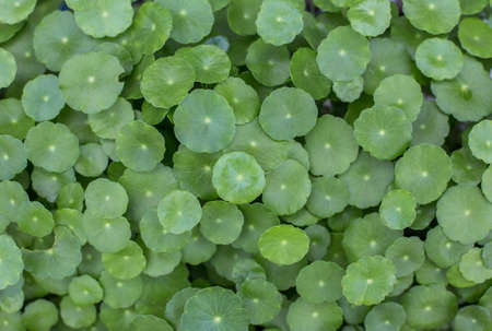 Water Pennywort is the traditional Hindu system of medicine