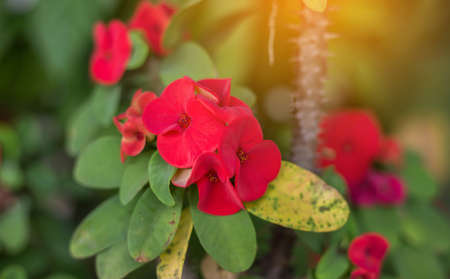 Eight Immortals flower,With Eight Immortals,Poi Sian flowers.の写真素材