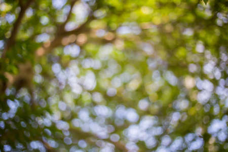Abstract nature background