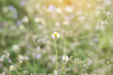 Beautiful flower on woman hand against background leavesの写真素材