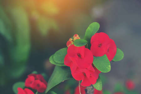 Eight Immortals flower,With Eight Immortals,Poi Sian flowers.の写真素材