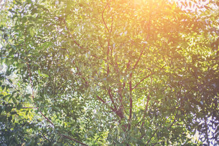 forest trees. nature green wood sunlight backgrounds.