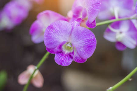 orchids,orchids purple ,orchids purple Is considered the queen of flowers in Thailandの写真素材