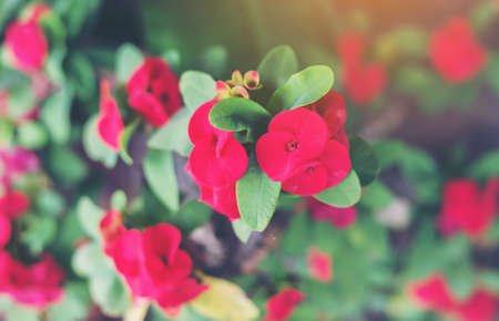 Eight Immortals flower,With Eight Immortals,Poi Sian flowers.の写真素材