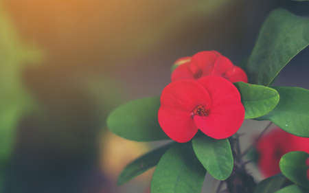 Eight Immortals flower,With Eight Immortals,Poi Sian flowers.の写真素材