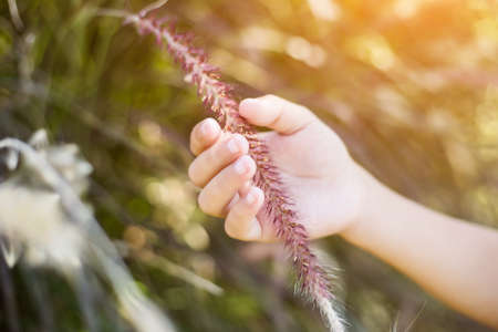 Hand of little boy Enjoying Nature with sunrise.の写真素材