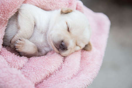 Cute Dogの写真素材