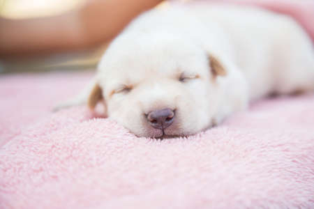 Cute Dog