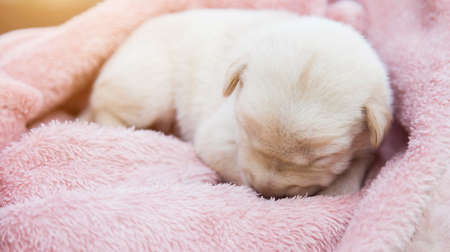 Cute Dogの写真素材