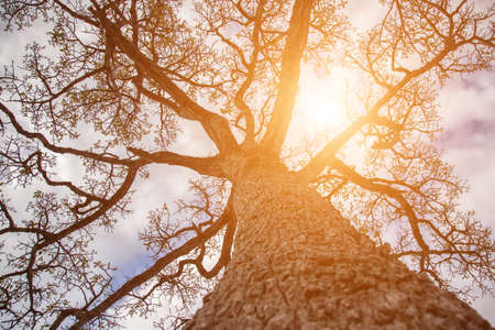 forest trees. nature green wood sunlight backgrounds.の写真素材
