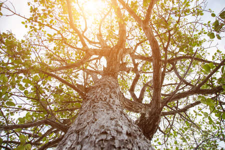 forest trees. nature green wood sunlight backgrounds.の写真素材