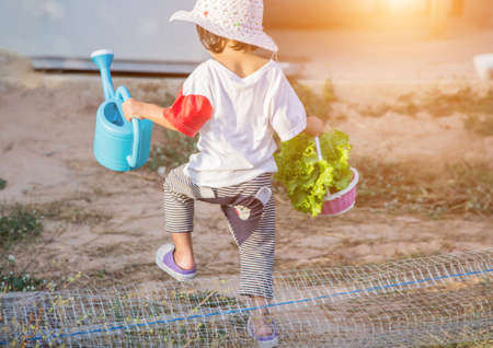 Lettuce of home gardenの写真素材