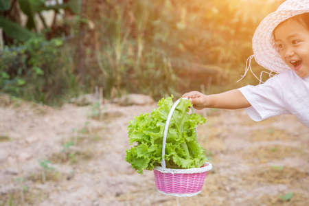 Lettuce of home gardenの写真素材