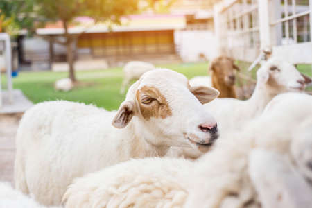 Sheepの写真素材