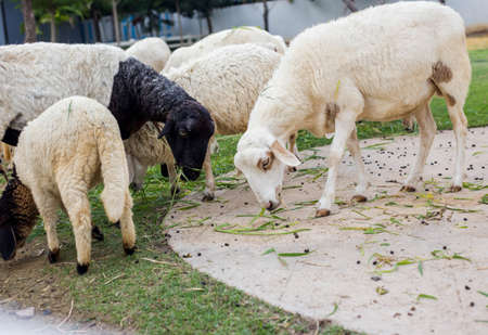 Sheepの写真素材