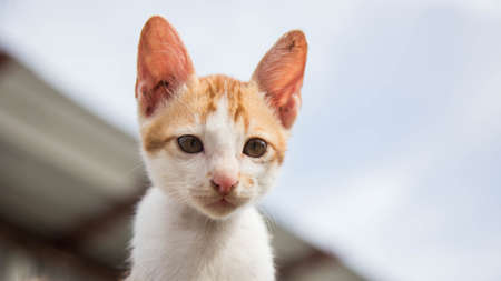 Cute Catの写真素材