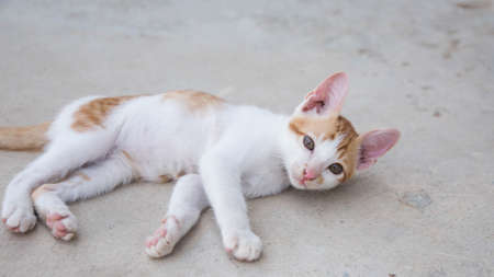 Cute Catの写真素材