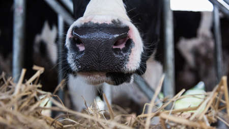 Holstein cows in the barnの写真素材