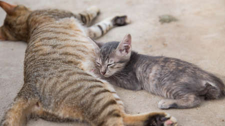 Cute Cat
