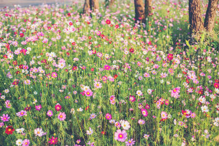 Pink and red cosmos flowers garden and soft focusの写真素材