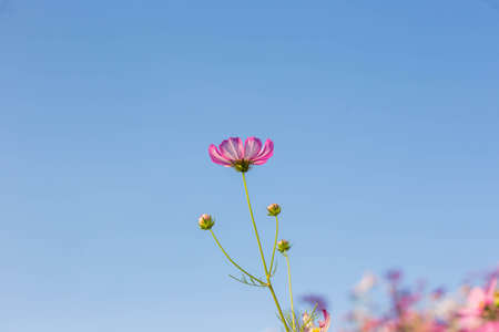 Pink and red cosmos flowers garden and soft focus