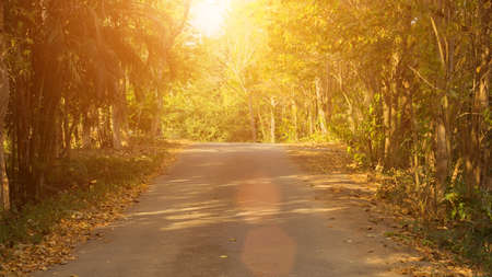 Sun in autumn forestの写真素材