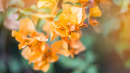 Beautiful bougainvillea flowers