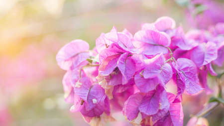 Beautiful bougainvillea flowers