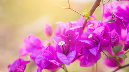 Beautiful bougainvillea flowersの写真素材