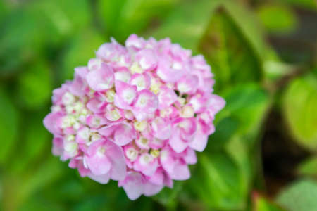 Hydrangea