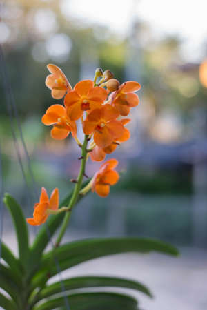 Orchid flowers