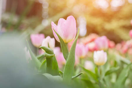Spring tulips