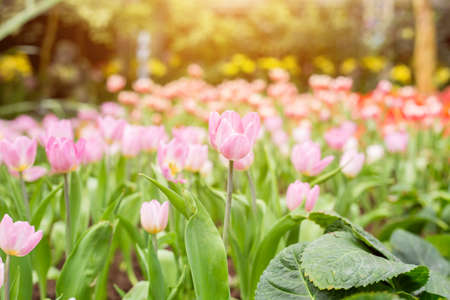 Spring tulipsの写真素材
