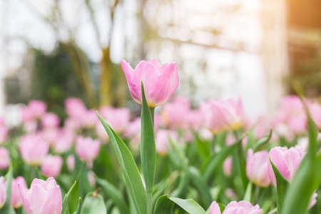 Spring tulipsの写真素材