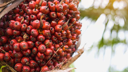 Palm oil treeの写真素材