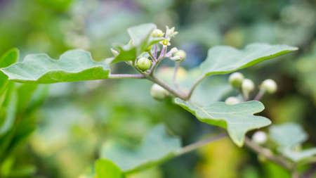 Brinjalの写真素材