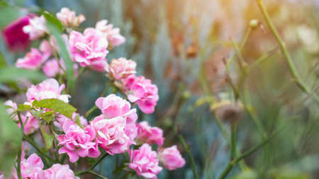 Close-up pink rosesの写真素材